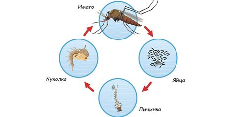 Сезонный цикл снижения поколений комаров