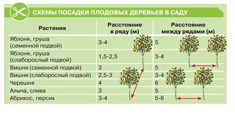 Сезон и условия для посадки грушевого дерева