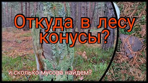 Сезон сбора живицы