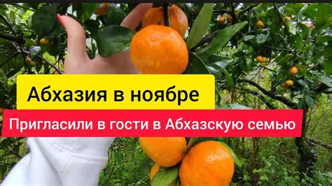Сезон сбора урожая пекана в Абхазии