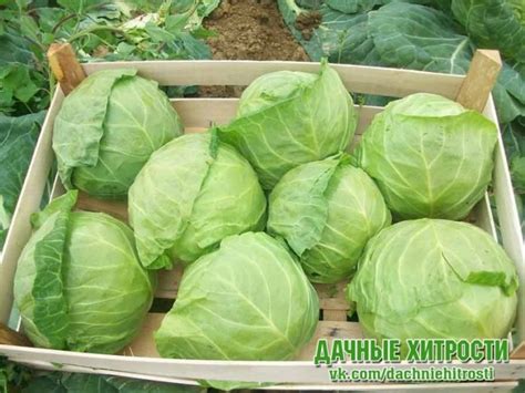Секреты длительного хранения соленой капусты