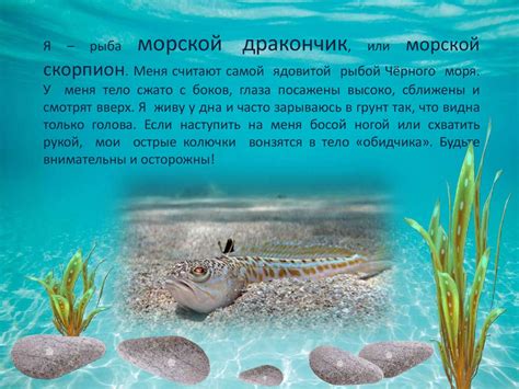 Секреты и магия русалок Черного моря