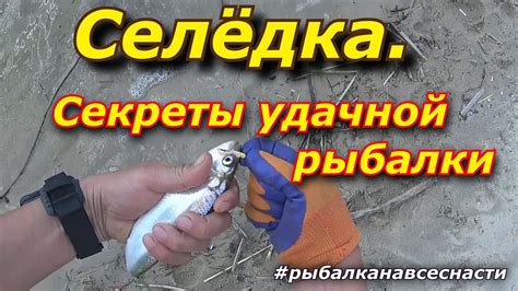 Секреты удачной рыбалки на Дону