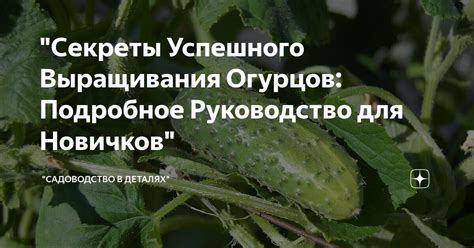 Секреты успешного выращивания огурцов в Приморье