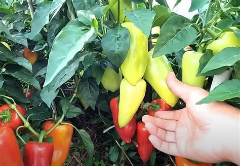 Секреты успешного выращивания перца на рассаду на Урале