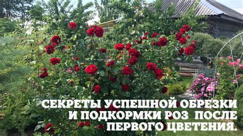 Секреты успешной обрезки лапчатки