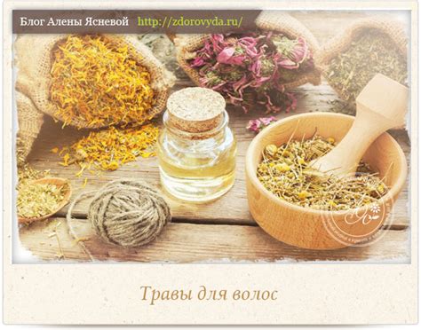 Секреты ухода за паустовским кипреем