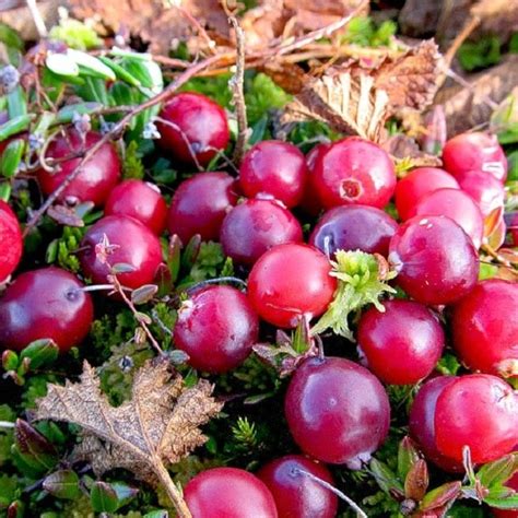 Секрет пролеживания: самая сладкая клюква весной