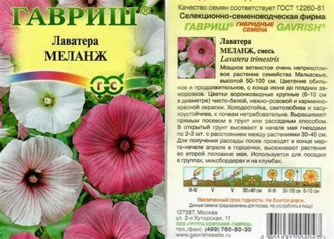 Семена лаватеры: сроки посева