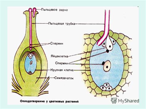 Семена пистачи и процесс созревания