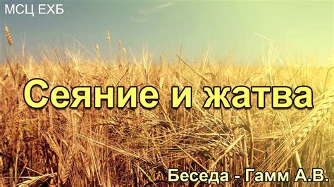 Сеяние рожи и овса: выбор времени и места