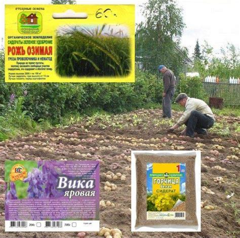 Сидераты для зимнего посева: важные моменты