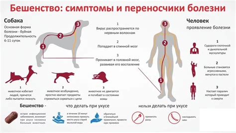 Симптомы бешенства у собак и методы их профилактики
