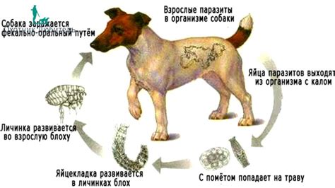 Симптомы заражения глистами собаки