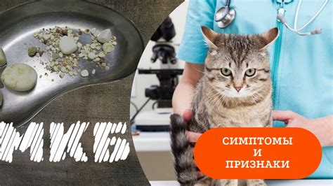 Симптомы и первичные признаки