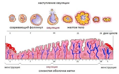 Симптомы и признаки овуляции
