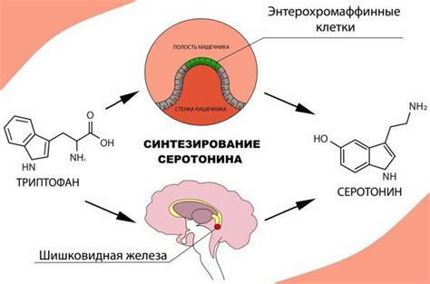 Симптомы и функции серотонина