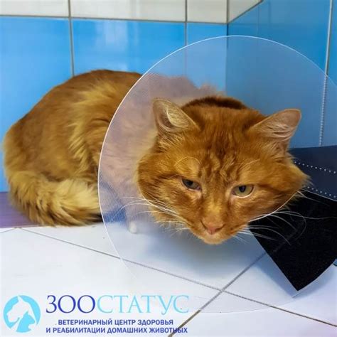 Симптомы крипторхизма у котов