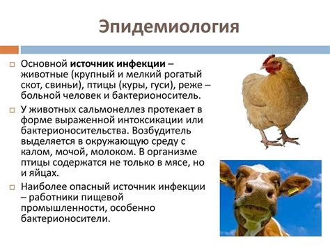 Симптомы осложнений от куриных костей