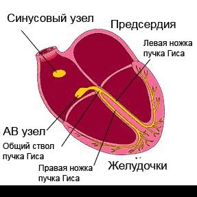 Симптомы сбоя сердечного ритма
