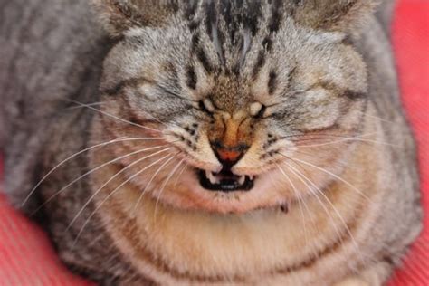 Симптомы чихания у котов