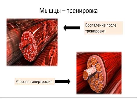 Синтез и рост мышц