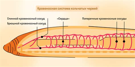 Система кровообращения у кольчатых червей