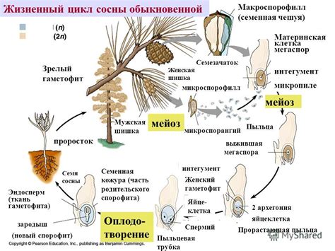 Сложности при размножении
