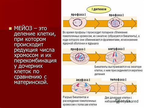 Сложности размножения при наличии большего числа хромосом