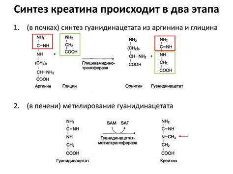Смешивание креатина и аминокислот: рекомендации и ответы