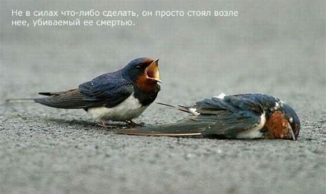Смотрите птиц сами