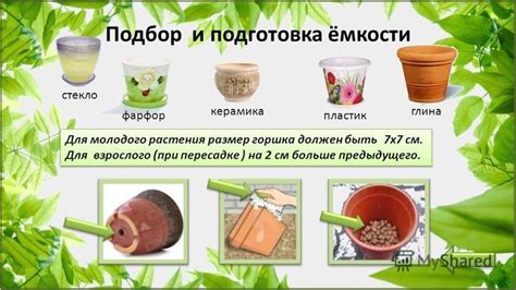 Снятие растения с предыдущего горшка