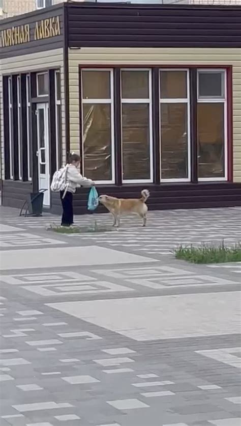 Собака может сбежать из-за страха или опасности, которые она почувствовала