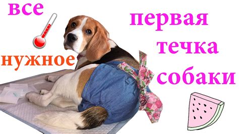 Советы для предотвращения загрязнения дома при течке у собаки