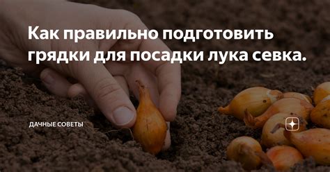 Советы для успешной посадки севка