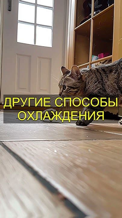 Советы для хозяев