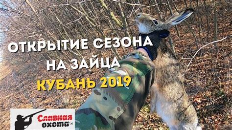 Советы охотникам на зайца на Кубани