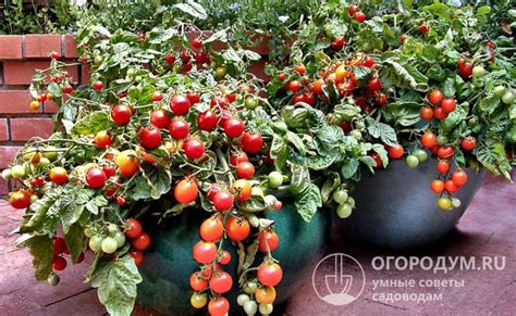 Советы по выращиванию помидоров черри