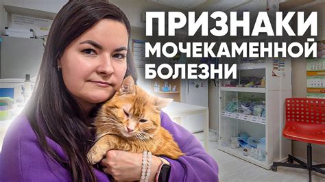 Советы по кормлению при рвоте у котов