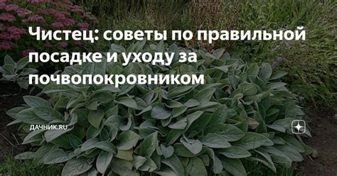 Советы по правильной посадке