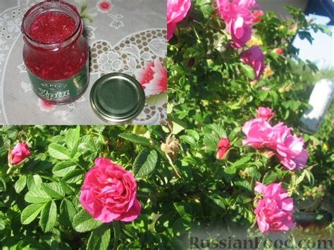 Советы по прививке розы на чайную розу