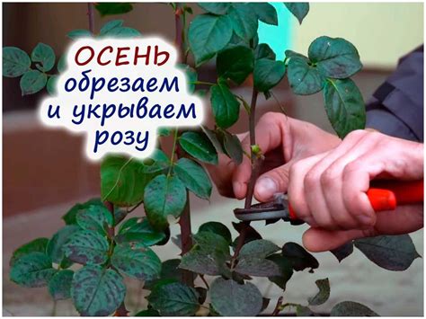 Советы по укрытию гортензии для сохранения ее красоты и здоровья
