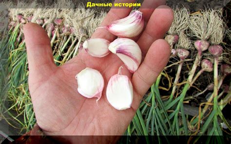 Советы по уходу за зимним чесноком