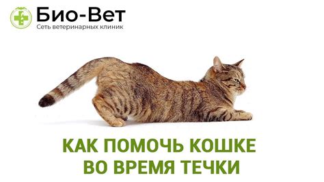 Советы по уходу за кошкой во время течки