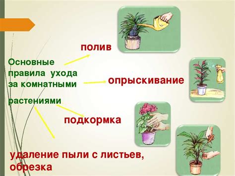 Советы по уходу за молодыми растениями бугенвилии