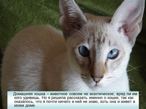 Современная домашняя кошка и ее значимость