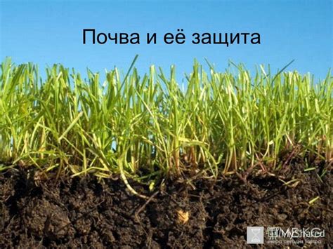 Солнечность, почва и защита от ветра
