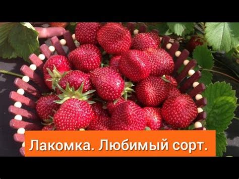 Сорт "Любимчик"