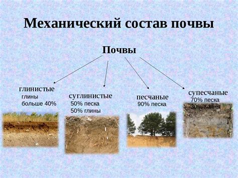 Состав почвы: питательность и доступность ресурсов