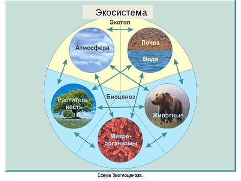 Сохранение корюшки и ее значение для экосистемы
